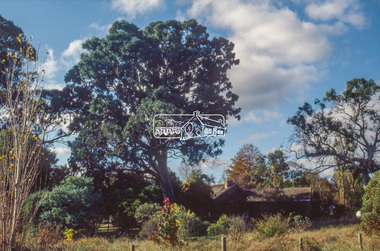 Slide - Photograph, Unidentified significant tree, Eltham district, c.1992