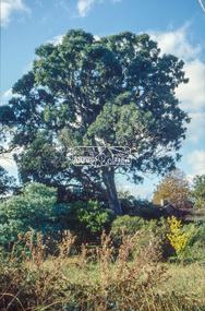 Slide - Photograph, Unidentified significant tree, Eltham district, c.1992