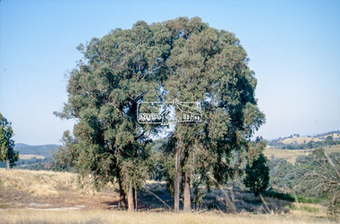 Slide - Photograph, Unidentified significant tree, Eltham district, c.1992
