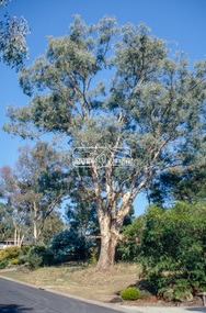 Slide - Photograph, Unidentified significant tree, Eltham district, c.1992