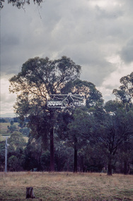 Slide - Photograph, Unidentified significant tree, Eltham district, c.1992
