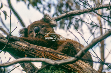 Slide - Photograph, Koala, Eltham district, c.1992