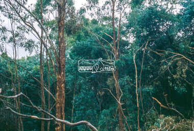 Slide - Photograph, Unidentified significant tree, Eltham district, c.Feb. 1993