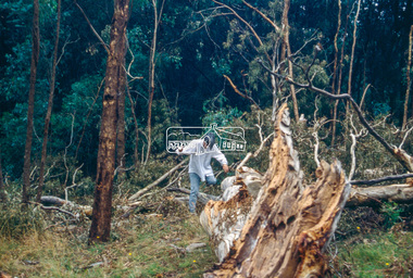 Slide - Photograph, Unidentified significant tree, Eltham district, c.Feb. 1993