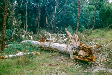 Slide - Photograph, Unidentified significant tree, Eltham district, c.Feb. 1993