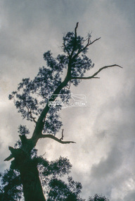 Slide - Photograph, Unidentified significant tree, Eltham district, c.Feb. 1993