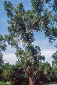 Slide - Photograph, Manna Gum, Main Road, Eltham South, c.Apr. 1993