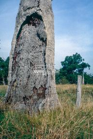 Slide - Photograph, Scar tree, Lower Plenty, c.Apr. 1993