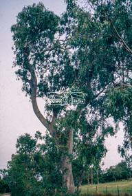 Slide - Photograph, Significant tree, Lower Plenty, c.Apr. 1993