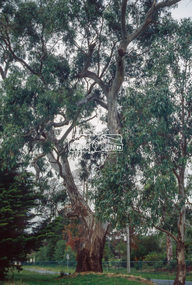Slide - Photograph, Significant tree, Lower Plenty, c.Apr. 1993
