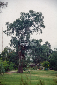 Slide - Photograph, Significant tree, Lower Plenty, c.Apr. 1993