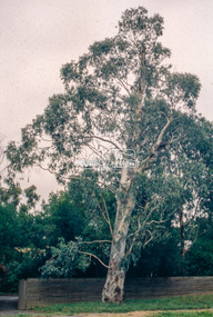 Slide - Photograph, Unidentified significant tree, Eltham district, c.Apr. 1993