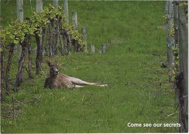 Postcard - Photograph, Nillumbik Tourism Association, Come see our secrets: Kangaroo Ground, c.2010