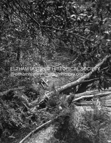 Photograph - Negative, Lewis Tulk, Senior scouting pioneering activities possibly near Tommy's Hut, Kinglake, c.1980