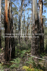 Photograph - Digital Photograph, Alan King, Manna Gums at the Gawa Wurundjeri Aboriginal Resource Trail, 28 December 2007