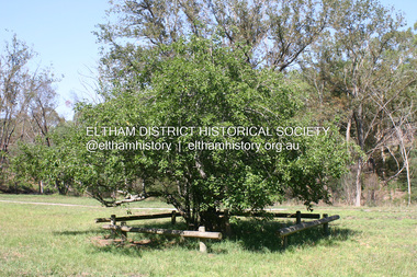 Photograph - Digital Photograph, Alan King, Heritage apple tree, 24 January 2008
