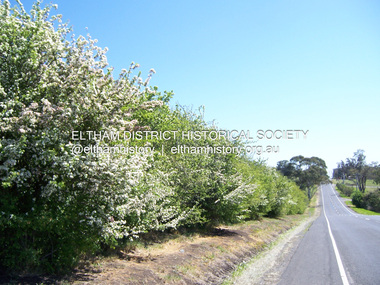 Photograph - Digital Photograph, Marguerite Marshall, Hawthorn hedges, Eltham-Yarra Glen Road, Kangaroo Ground, 3 October 2006