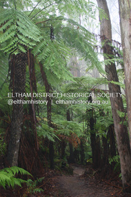 Photograph - Digital Photograph, Alan King, Kinglake National Park, 27 March 2008