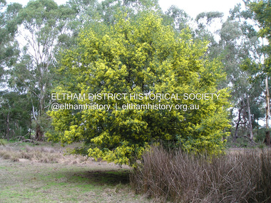Photograph, Fay Bridge, Wattle tree, Sweeneys Flats, Eltham, 26 August 2019