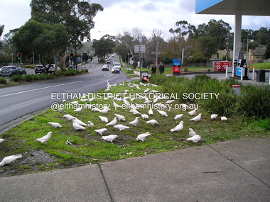 Photograph, Fay Bridge, United Service Station, Main Road, Eltham, 26 August 2019