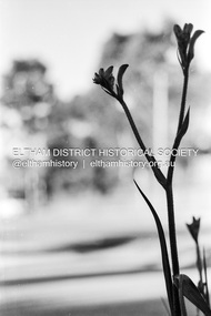 Photograph (Item) - Print, Samantha Robertson, Untitled (Silhouette of a Kangaroo Paw), 1988