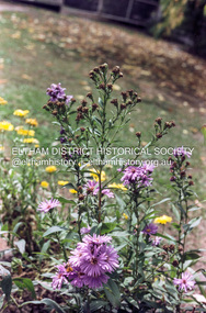 Photograph (Item) - Print, Leanne Bachman, Untitled (Purple flowers), 1988