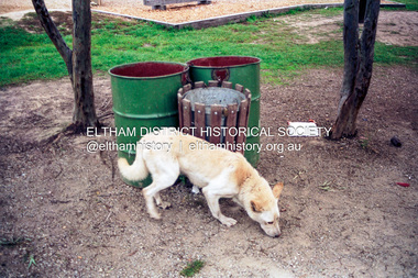 Photograph (Item) - Print, Nicholas West, An Alsation Scavenging in Eltham Town Park, 1988