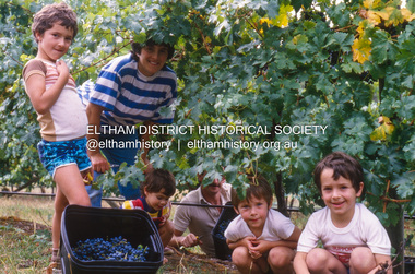 Photograph (Item) - Print, Barbara Hermans, Easter Sat '88 Grape Picking At St Andrews (Diamond Valley Vineyard), 1988