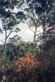 Photograph (Item) - Print, Angela Wall, Untitled (Gum trees and bush flowers), 1988