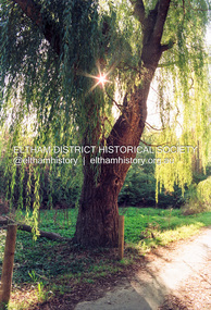 Photograph (Item) - Negative, Leanne Bachman, Eltham Community Photographic Survey Entry, 1988