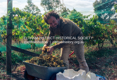 Photograph (Item) - Negative, Preparing For The Vintage - The Eltham Wine Guild At Work - Vintage 1988, 1988