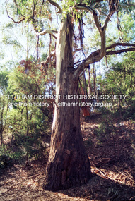 Photograph (Item) - Negative, Nicholas West, Eltham Community Photographic Survey Entry, 1988