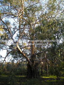 Photograph, Fay Bridge, Yellow Box Gum tree near junction of Main Yarra Trail and Mullum-Mullum Trail, Templestowe, 7 July 2019