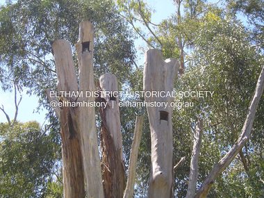 Photograph, Fay Bridge, Nesting hollows for birds in dead tree trunks, St Andrews, 29 January 2020