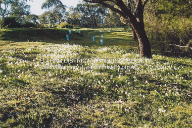 Photograph, Fay Bridge, Freesias near junction of Glynn's Road and Overbank Road, Norh Warrandyte, n.d