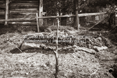 Photograph, Charles Withers (aka Bill) and his friend Mervyn Britain (left) in their trench at Southernwood, Eltham, 1916