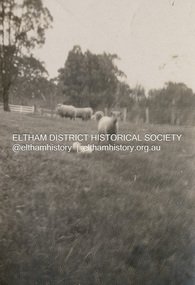 Photograph, Sheep at Southernwood, Bolton Street, Eltham, n.d