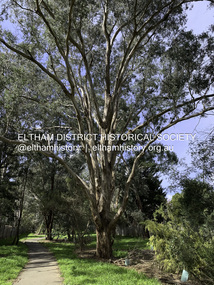Photograph - Digital Photograph, Significant Tree: Eucalyptus, Stokes Orchard Linear Park, Eucalyptus Road, Eltham, 4 September 2020