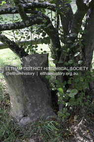 Photograph - Digital Photograph, Alan King, Heritage apple tree, 24 January 2008
