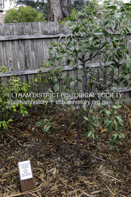 Photograph, Dedication of a Golden Wattle in memory of Harry Gilham and Sue Law, Local History Centre, 728 Main Road, Eltham, 12 April 2024