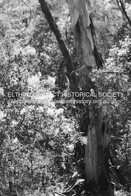 Photograph - Digital Photograph, Alan King, Sweet Bursaria, 2008