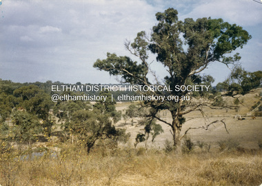 Colour Print, David Taylor, View from the rear Eltham High School looking south across Ely Street, Eltham towards the Fabbro family home, c.1976