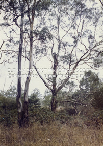 Colour Print, David Taylor, Scene near Eltham High School and Fabbro's farm, c.1976
