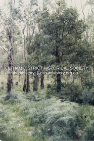 Photograph - Colour Print, Unidentified bushland, possible council property, Eltham district, c.1985