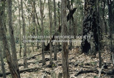 Photograph - Colour Print, Bushland scene, possible Council property, Eltham district, c.1988