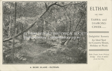 Postcard - Photograph postcard, A bush glade - Eltham, 18 May 1907