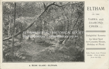 Postcard - Photograph postcard, A bush glade - Eltham, 11 July 1907