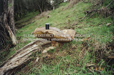 Photograph - Colour Print, Russell Yeoman, Large fungi, Eltham district, 2 June 2003