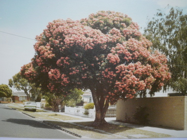 Photograph - Cosy Gum Road, Carnegie