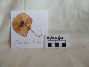 Flanders Poppy